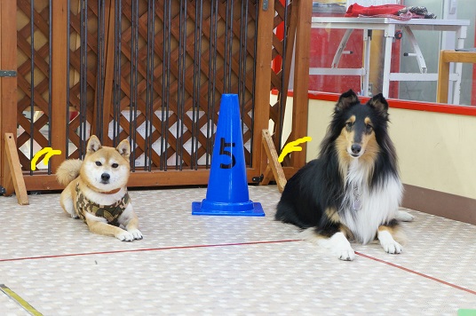 DSC08841aaaaa.jpg