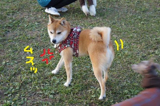 DSC08878aaaaa.jpg