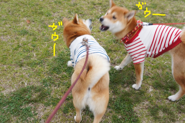 DSC09022tttt.jpg