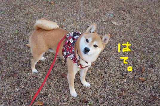 DSC09023aaaaa.jpg