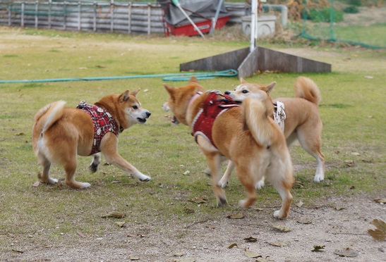 DSC09190aaaaa.jpg