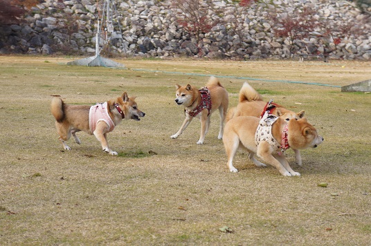 DSC09285aaaaa.jpg