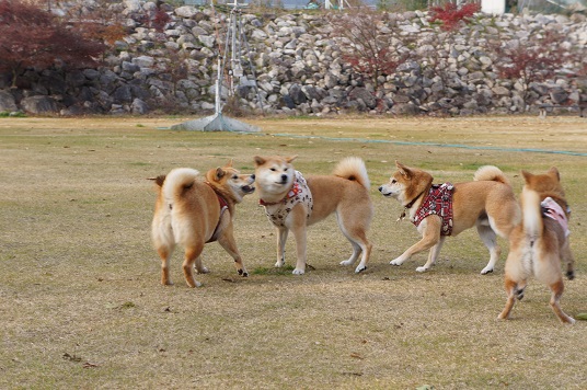 DSC09291aaaaa.jpg