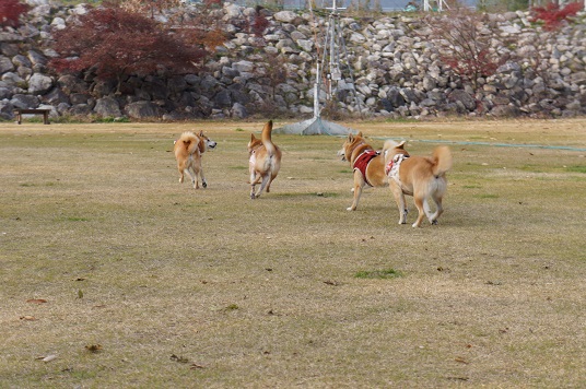DSC09297aaaaa.jpg