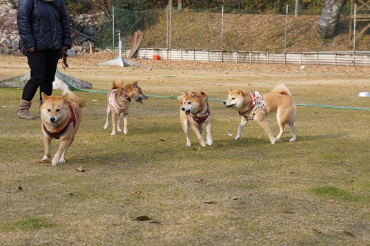 DSC09335aaaaa.jpg