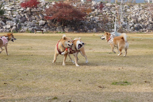 DSC09371aaaaa.jpg