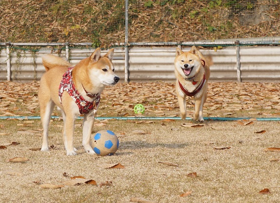 DSC09409aaaaa.jpg