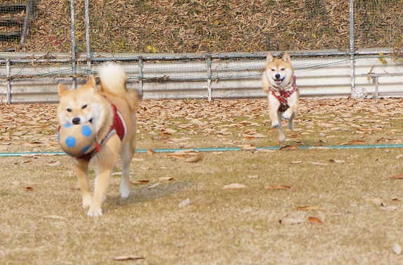 DSC09526aaaaa.jpg