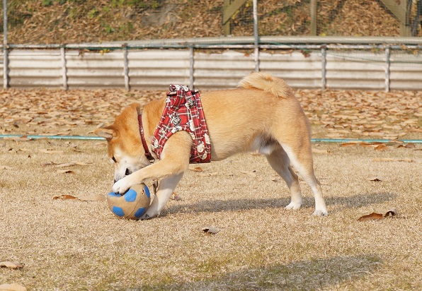 DSC09556aaaaa.jpg