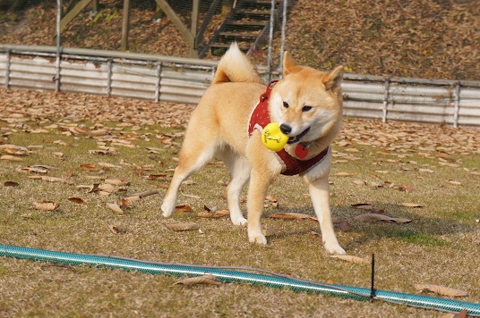 DSC09566aaaaa.jpg