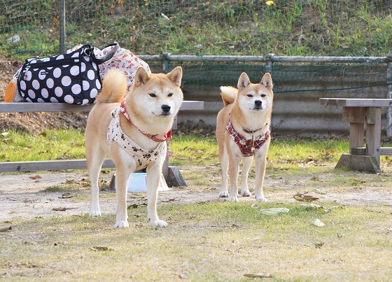 DSC09586aaaaa.jpg