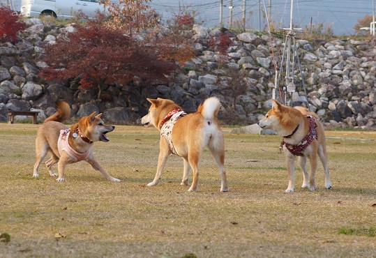 DSC09676aaaaa.jpg