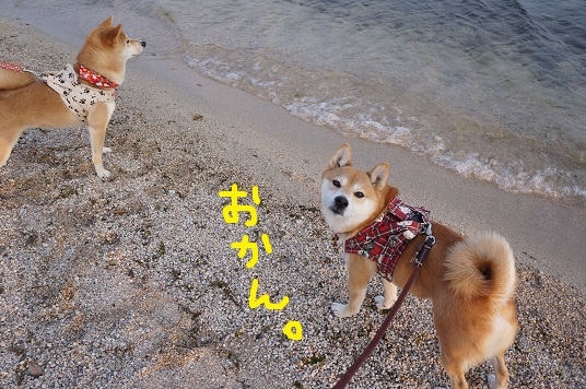 DSC09748aaaaa.jpg