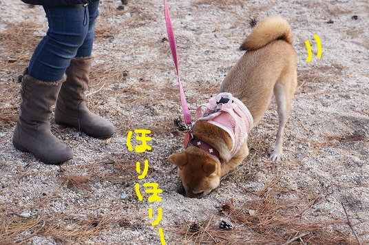 DSC09805aaaaa.jpg