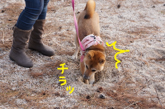 DSC09817aaaaa.jpg