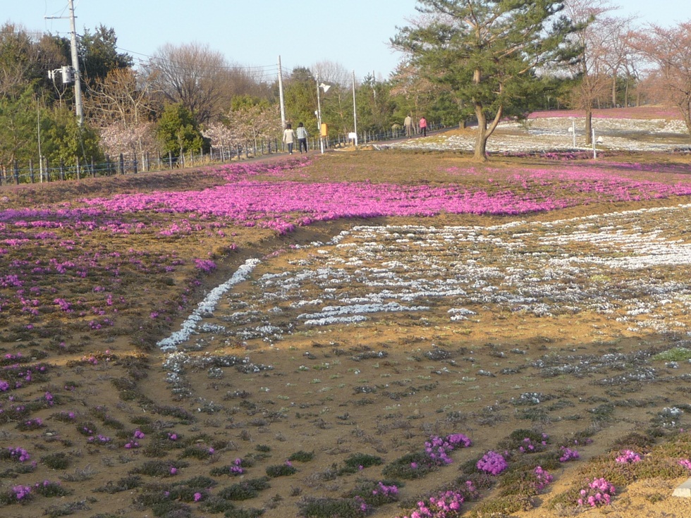 おおた芝桜まつり お花見 Gwイベント 太田市北部運動公園 あおいかかし