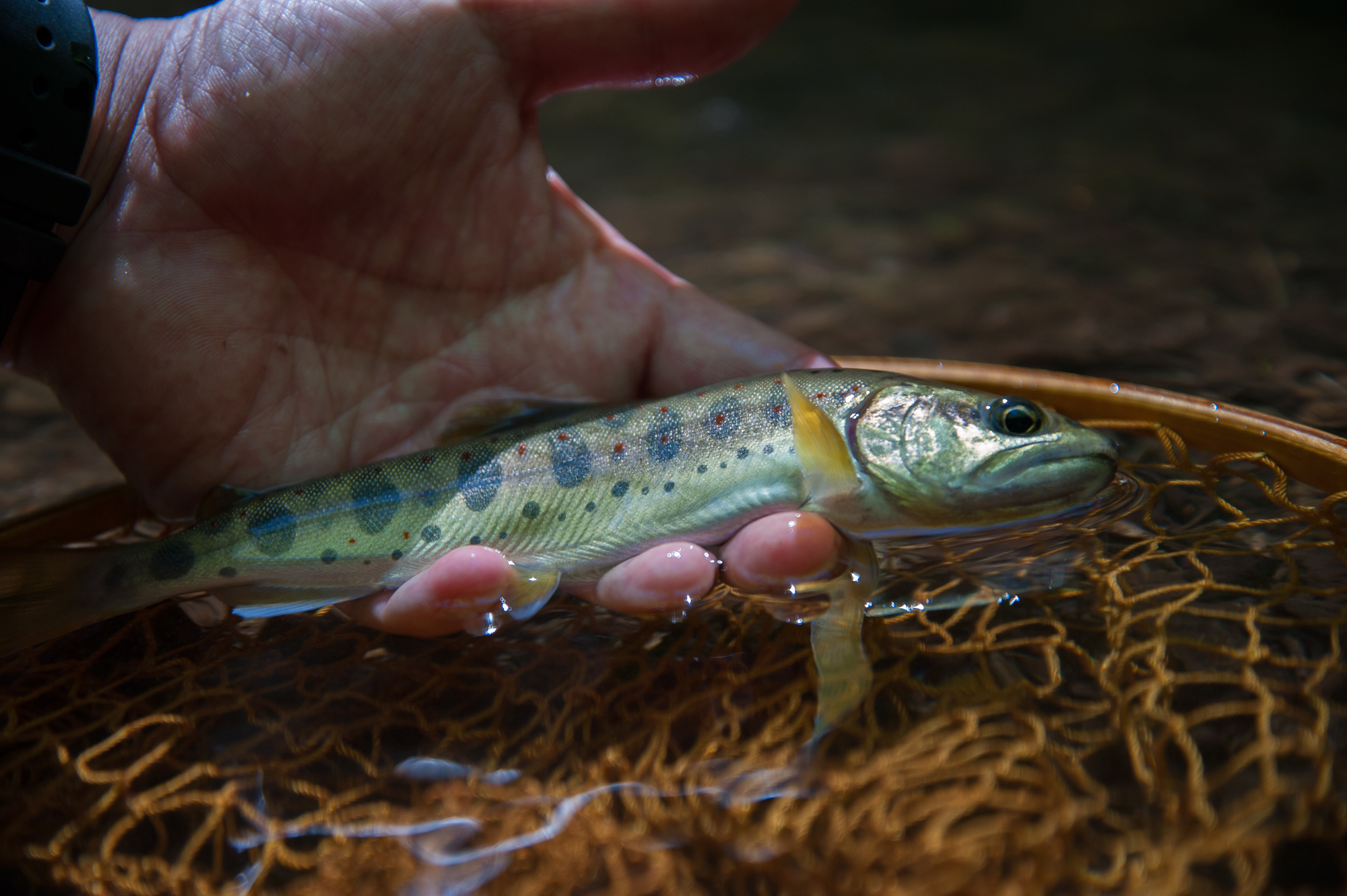 20140914-118w.jpg