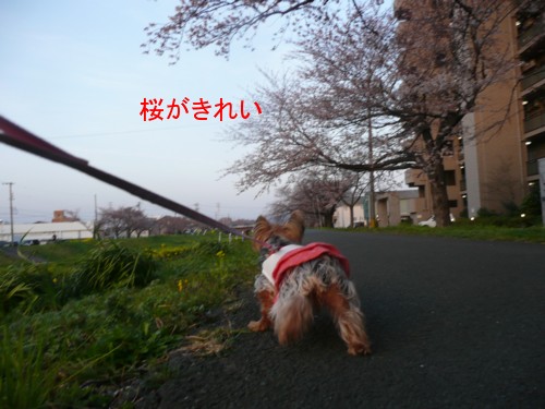 P1020418.jpg