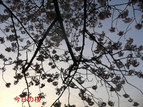P1020419.jpg