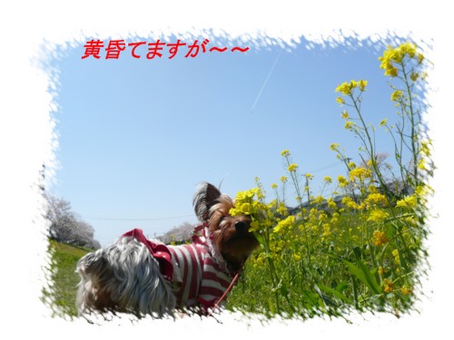 P1020431.jpg