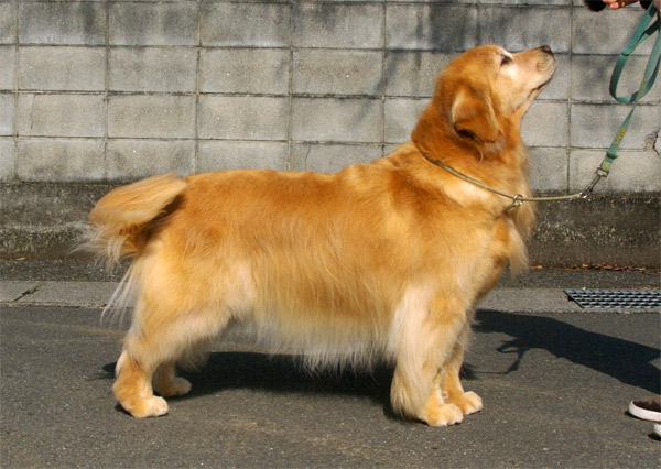 シャンプー