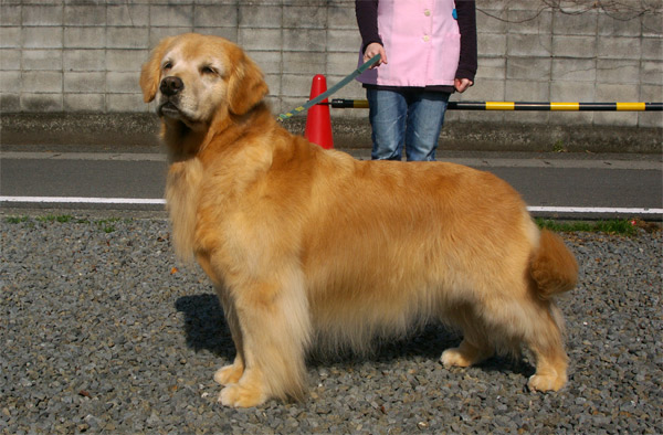 シャンプー