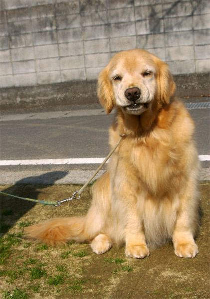 シャンプー