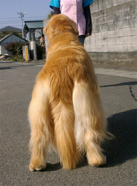 シャンプー