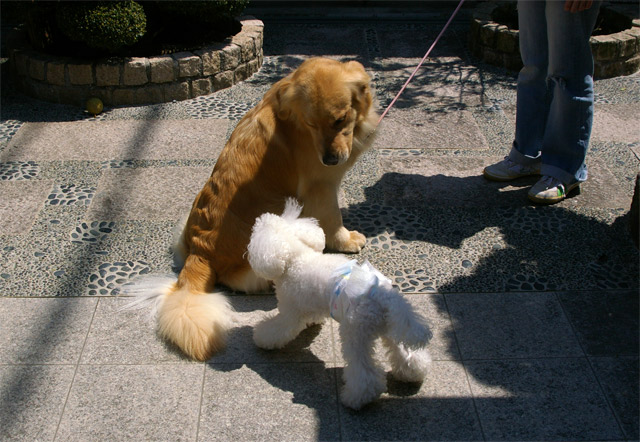 セス