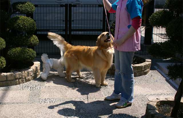 セス