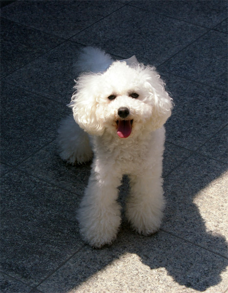 セス