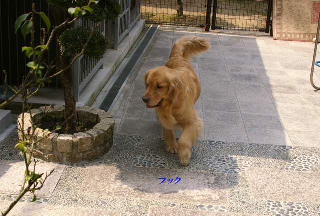 リッキー風雅ベビー