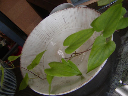 201108131618221035_3.jpg