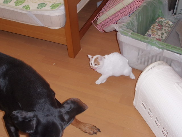 CIMG0545.jpg
