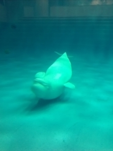 CAM00942.jpg