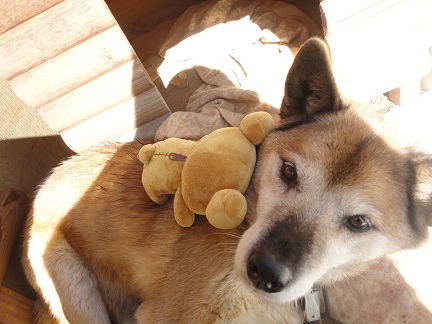 bikkyrilakkuma.jpg