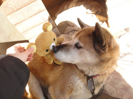 bikkyrilakkuma2.jpg