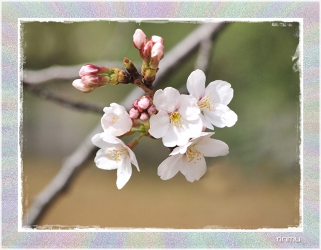 ○61太い拡散ネーム桜11