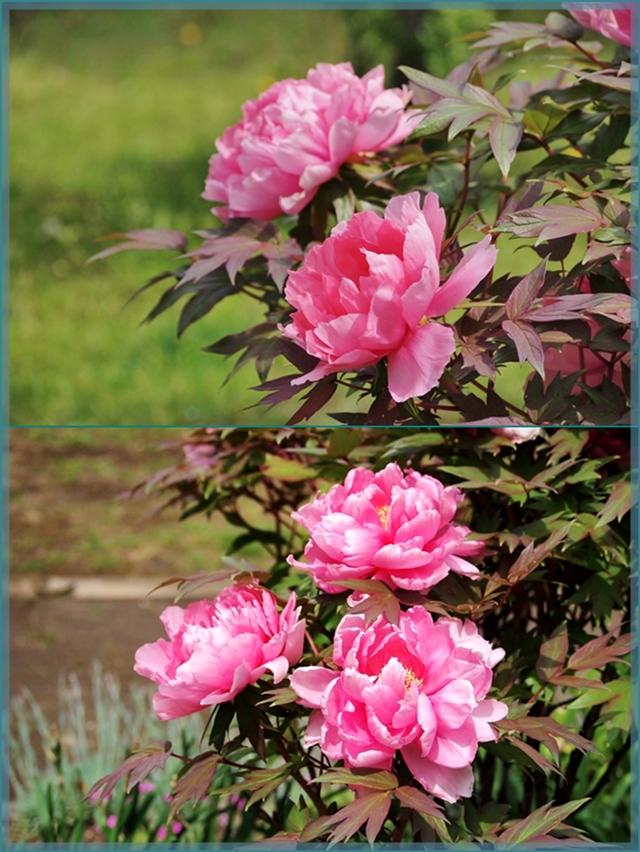 芍薬1