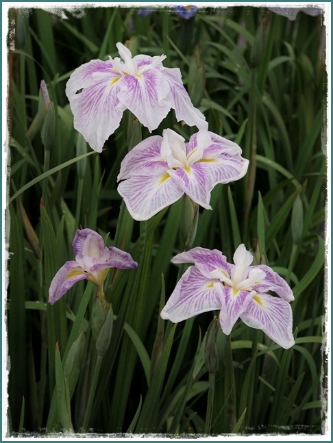 s480P6126723s_edited-ss1ライン2
