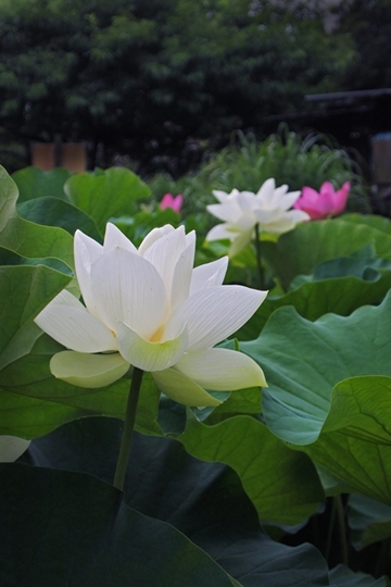 360480P7180138s_edited-1s.jpg