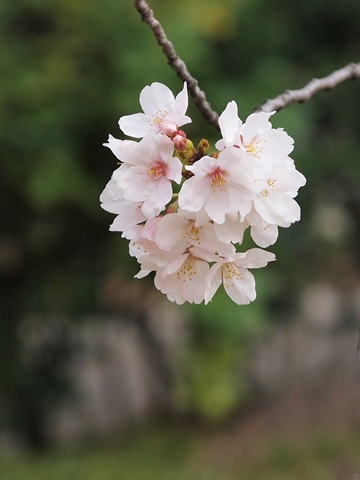 480P3224678.jpg