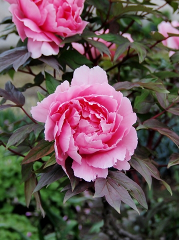 480P4235032.jpg