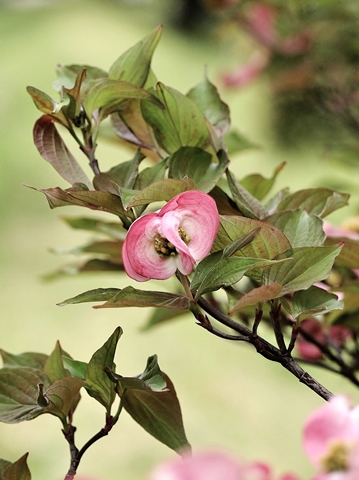 480P4235091.jpg