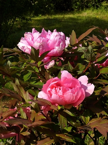 480R0030118.jpg