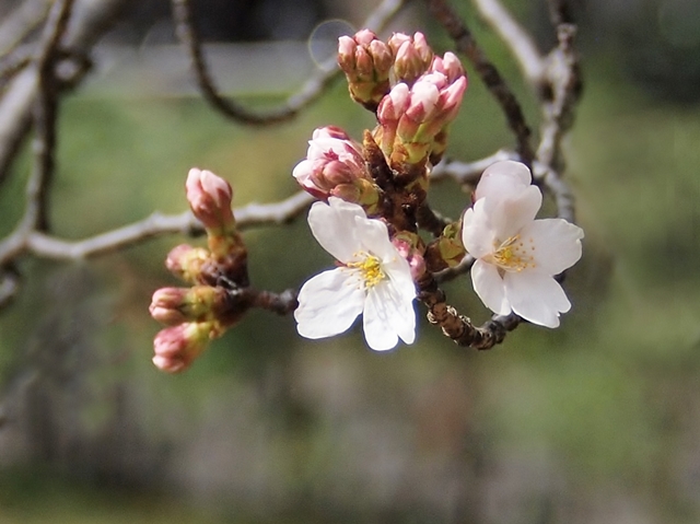 640P3204537.jpg
