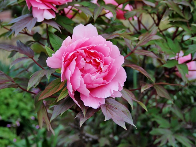 640P4235033.jpg