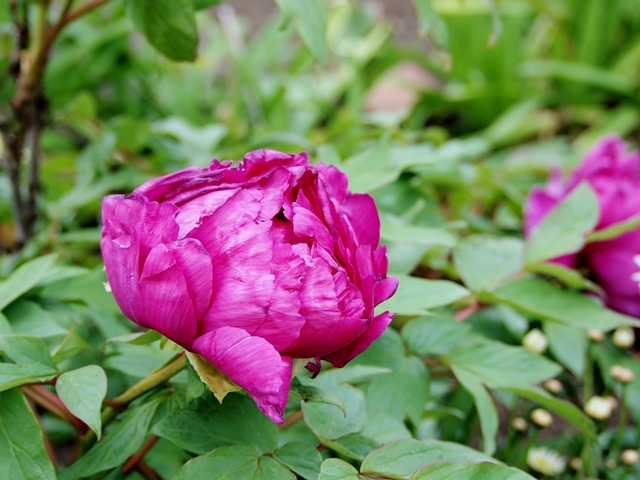 640P4235038.jpg