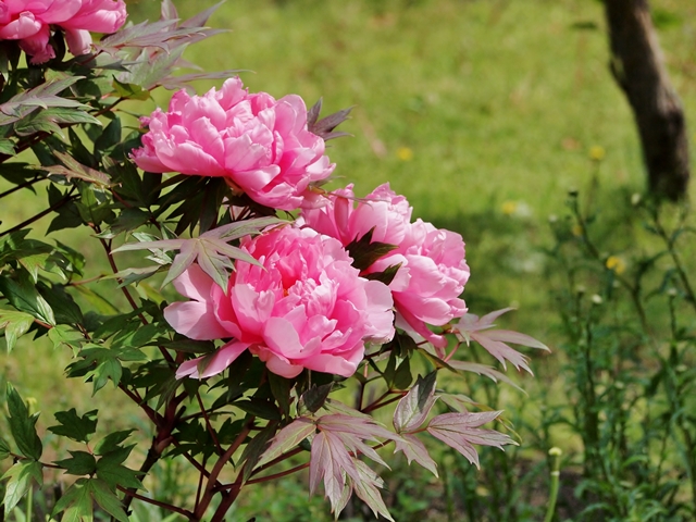 640P4235043.jpg
