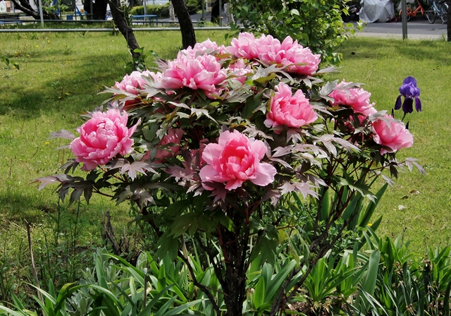 640P4235046.jpg